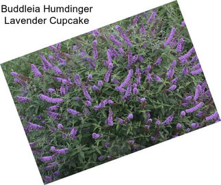 Buddleia Humdinger Lavender Cupcake