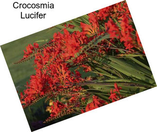 Crocosmia Lucifer