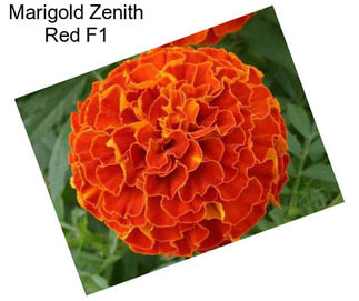 Marigold Zenith Red F1