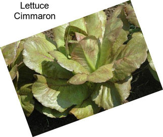 Lettuce Cimmaron