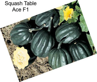 Squash Table Ace F1