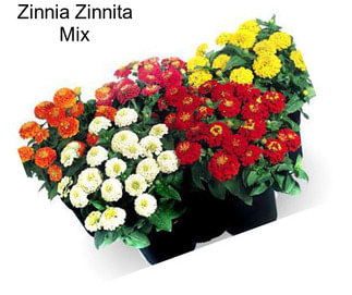 Zinnia Zinnita Mix