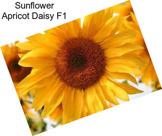 Sunflower Apricot Daisy F1