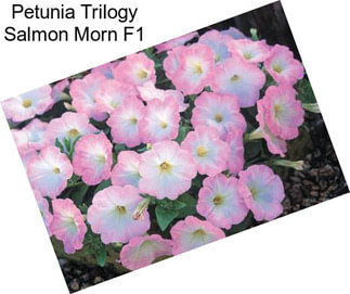 Petunia Trilogy Salmon Morn F1