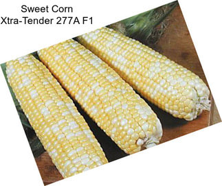 Sweet Corn Xtra-Tender 277A F1