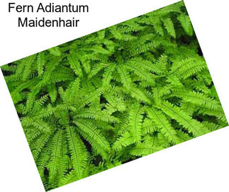 Fern Adiantum Maidenhair