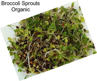 Broccoli Sprouts Organic