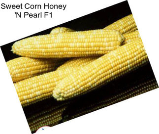 Sweet Corn Honey \'N Pearl F1