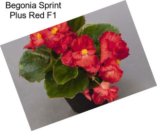 Begonia Sprint Plus Red F1