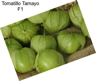 Tomatillo Tamayo F1