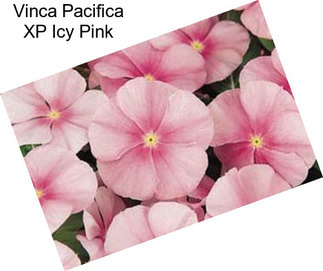 Vinca Pacifica XP Icy Pink