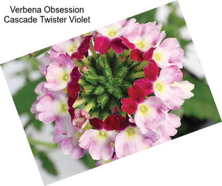 Verbena Obsession Cascade Twister Violet