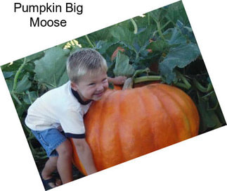 Pumpkin Big Moose