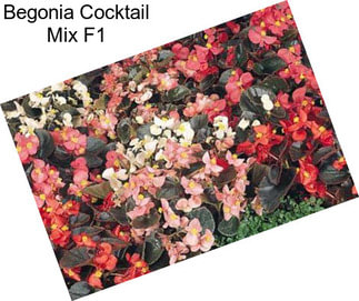Begonia Cocktail Mix F1