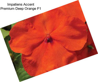 Impatiens Accent Premium Deep Orange F1