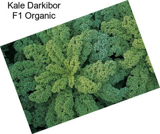 Kale Darkibor F1 Organic