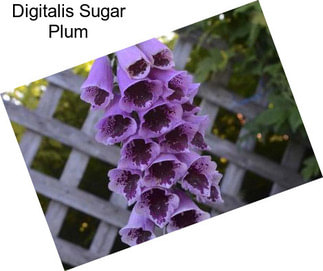 Digitalis Sugar Plum