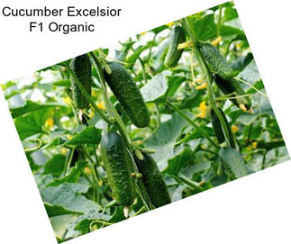 Cucumber Excelsior F1 Organic