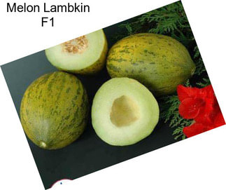 Melon Lambkin F1
