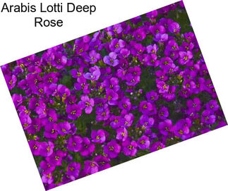 Arabis Lotti Deep Rose