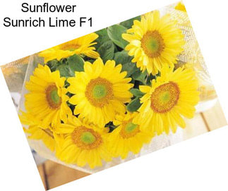 Sunflower Sunrich Lime F1