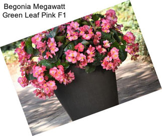 Begonia Megawatt Green Leaf Pink F1