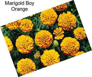 Marigold Boy Orange