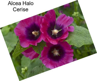 Alcea Halo Cerise