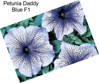 Petunia Daddy Blue F1