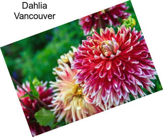 Dahlia Vancouver