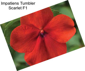 Impatiens Tumbler Scarlet F1