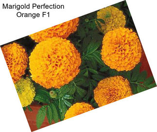 Marigold Perfection Orange F1