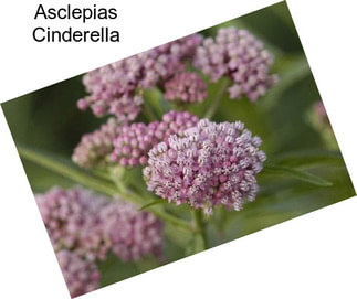 Asclepias Cinderella