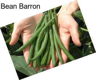 Bean Barron