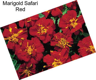 Marigold Safari Red