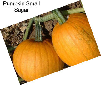 Pumpkin Small Sugar