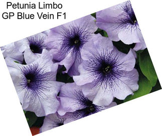 Petunia Limbo GP Blue Vein F1