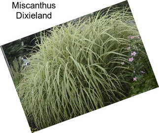 Miscanthus Dixieland