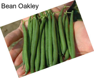 Bean Oakley