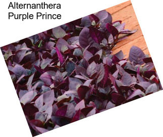 Alternanthera Purple Prince