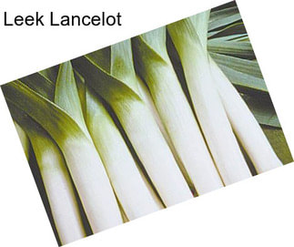 Leek Lancelot