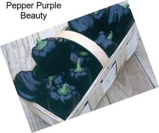 Pepper Purple Beauty