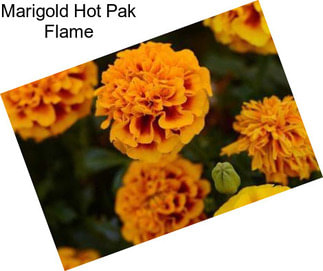 Marigold Hot Pak Flame