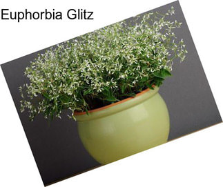 Euphorbia Glitz