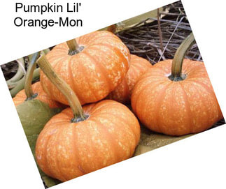 Pumpkin Lil\' Orange-Mon