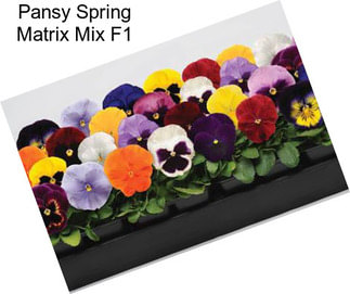 Pansy Spring Matrix Mix F1