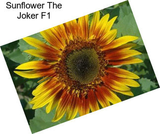 Sunflower The Joker F1