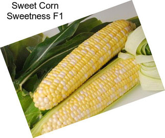 Sweet Corn Sweetness F1