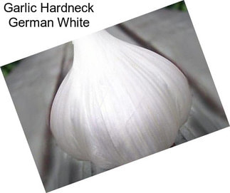 Garlic Hardneck German White