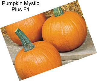 Pumpkin Mystic Plus F1